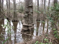 Big Thicket Swamp
